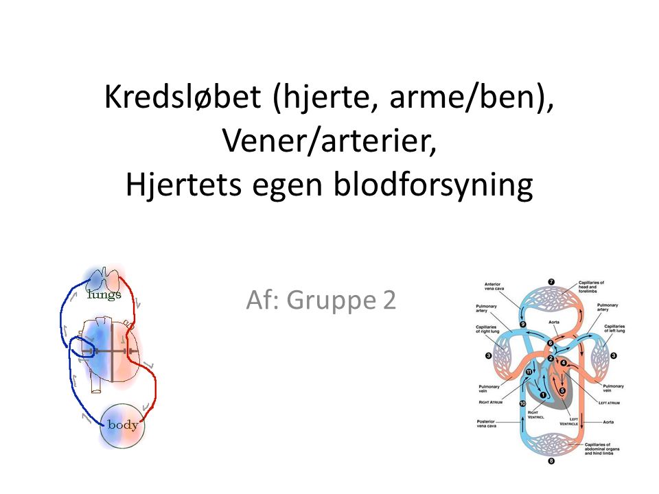 Kredsløbet (hjerte, arme/ben), vener/arterier, hjertets egen ... Spisebordsstole
