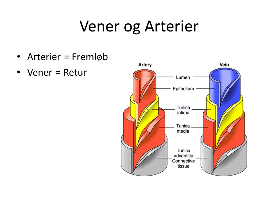Kredsløbet (hjerte, arme/ben), vener/arterier, hjertets egen ... Spisebordsstole