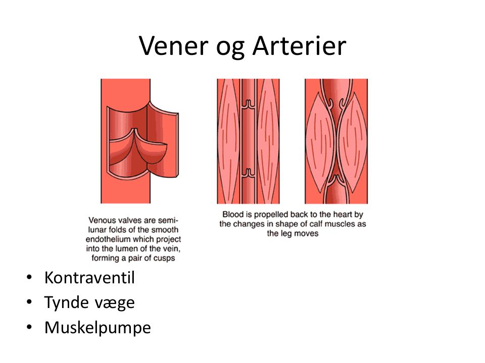 Kredsløbet (hjerte, arme/ben), vener/arterier, hjertets egen ... Spisebordsstole