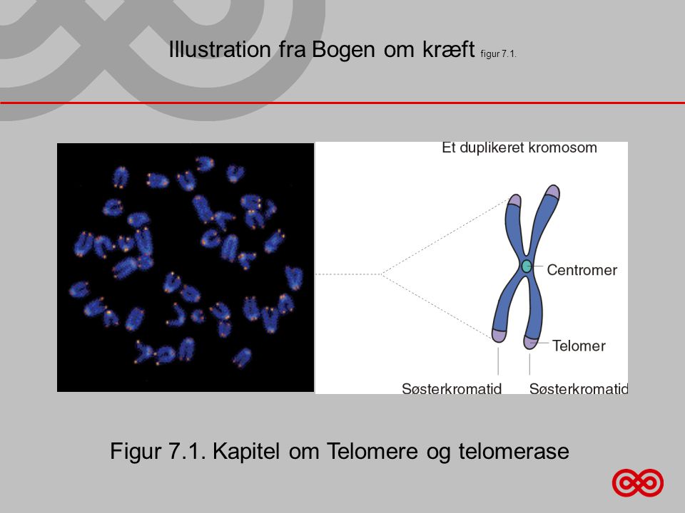 Illustration fra Bogen om kræft figur 7.1. Figur 7.1. Kapitel om Telomere og telomerase