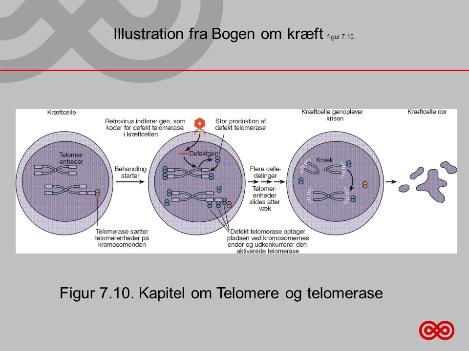 Illustration fra Bogen om kræft figur Figur Kapitel om Telomere og telomerase