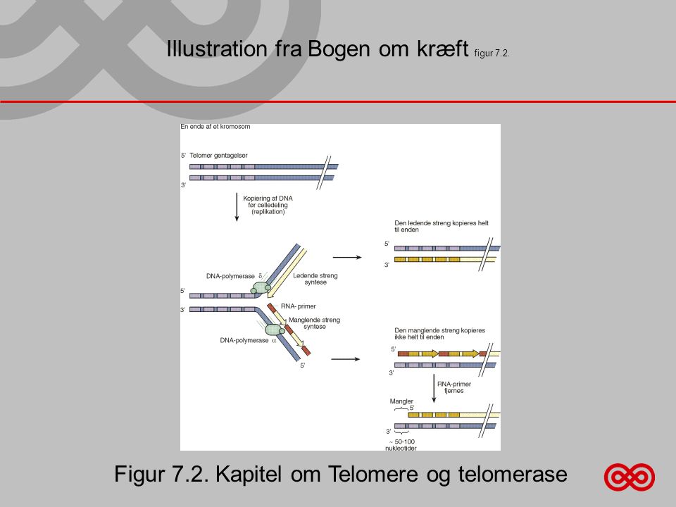Illustration fra Bogen om kræft figur 7.2. Figur 7.2. Kapitel om Telomere og telomerase