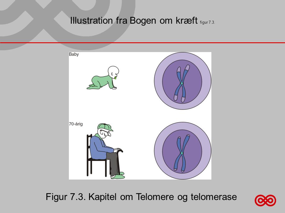 Illustration fra Bogen om kræft figur 7.3. Figur 7.3. Kapitel om Telomere og telomerase