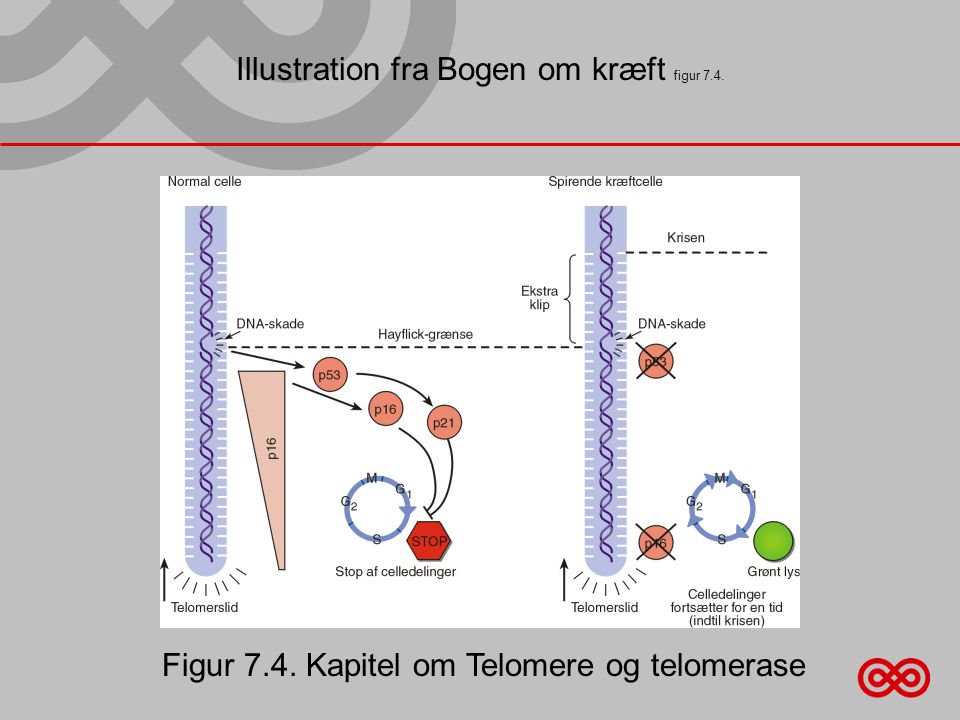Illustration fra Bogen om kræft figur 7.4. Figur 7.4. Kapitel om Telomere og telomerase