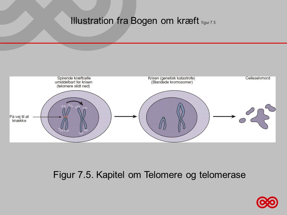 Illustration fra Bogen om kræft figur 7.5. Figur 7.5. Kapitel om Telomere og telomerase