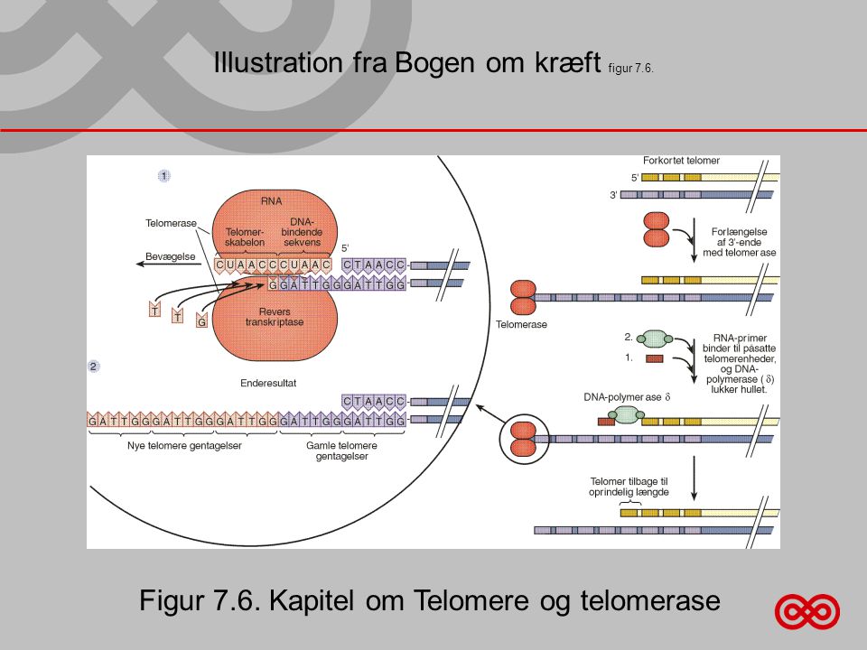 Illustration fra Bogen om kræft figur 7.6. Figur 7.6. Kapitel om Telomere og telomerase