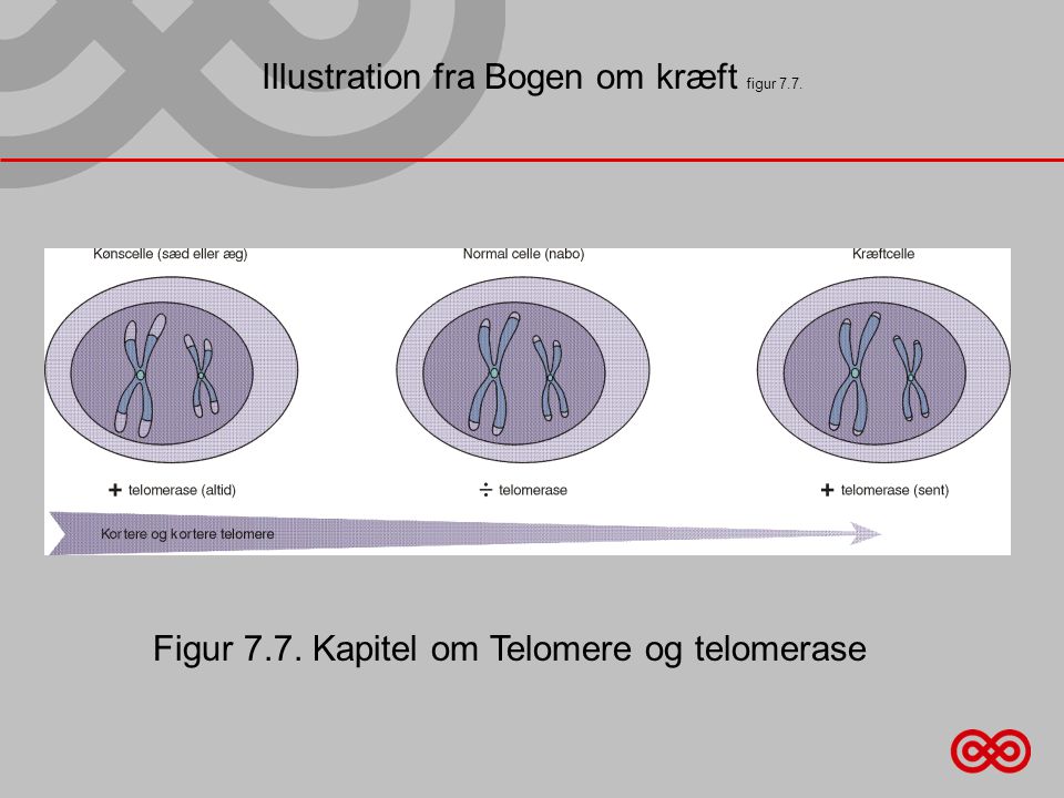 Illustration fra Bogen om kræft figur 7.7. Figur 7.7. Kapitel om Telomere og telomerase