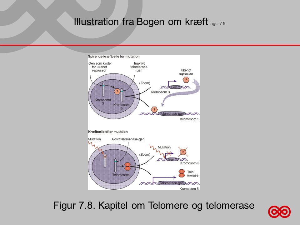 Illustration fra Bogen om kræft figur 7.8. Figur 7.8. Kapitel om Telomere og telomerase