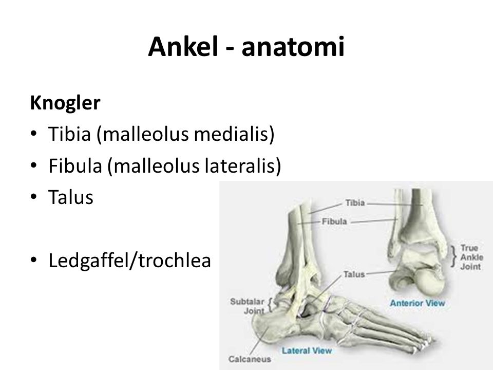 Ankel - anatomi Knogler Tibia (malleolus medialis) Fibula (malleolus lateralis) Talus Ledgaffel/trochlea