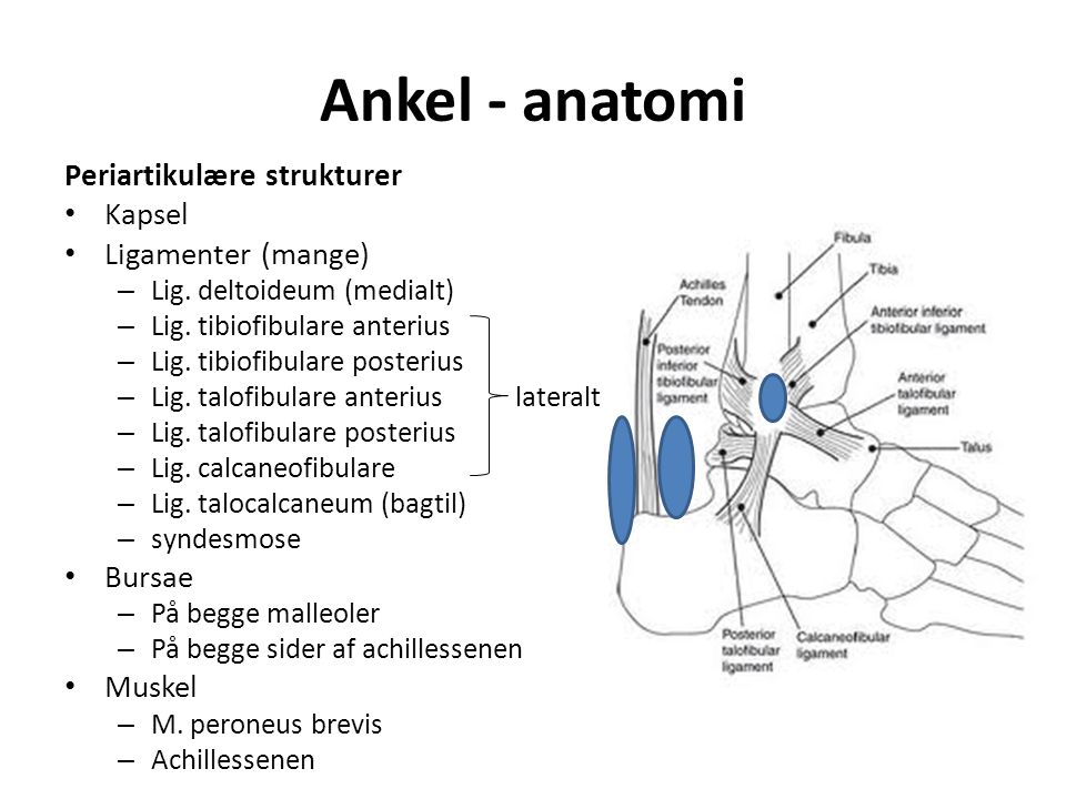 Ankel - anatomi Periartikulære strukturer Kapsel Ligamenter (mange) – Lig.