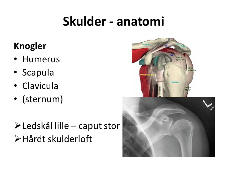 Skulder - anatomi Knogler Humerus Scapula Clavicula (sternum)  Ledskål lille – caput stor  Hårdt skulderloft