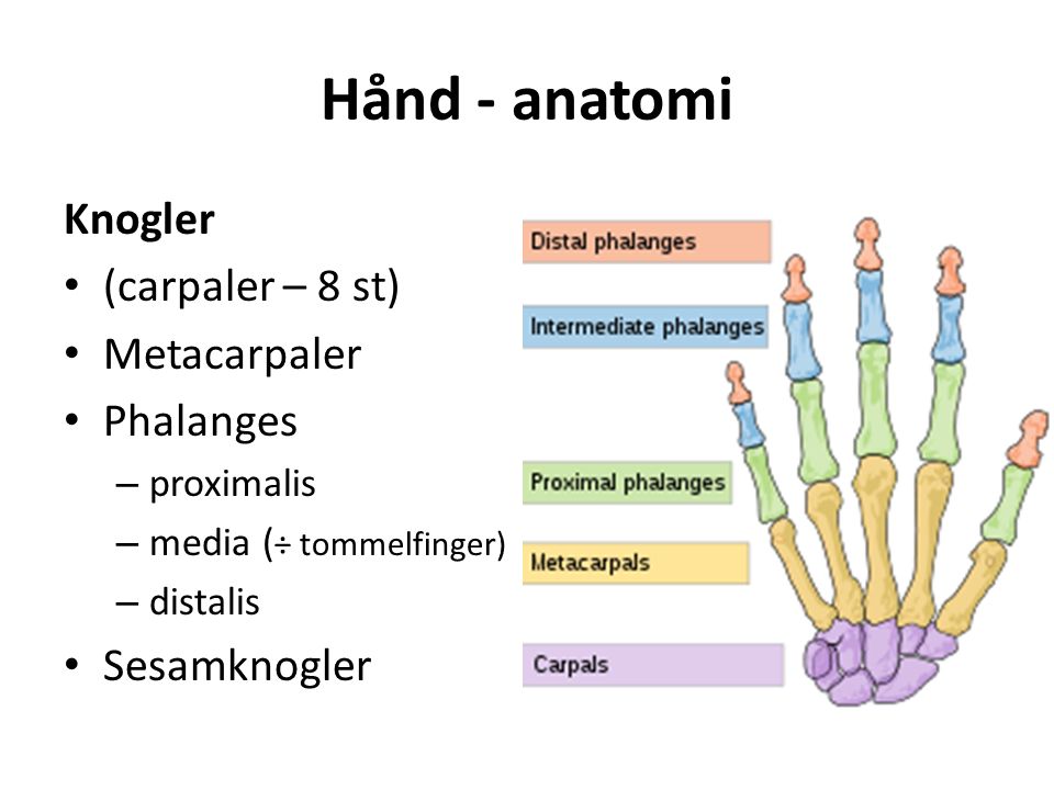 Hånd - anatomi Knogler (carpaler – 8 st) Metacarpaler Phalanges – proximalis – media ( ÷ tommelfinger) – distalis Sesamknogler