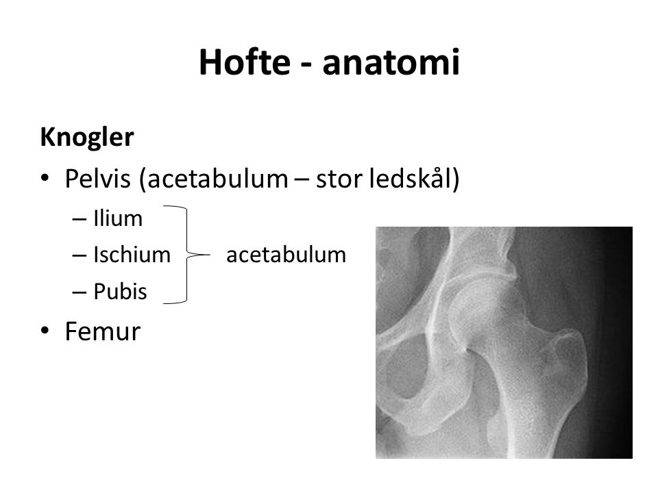 Hofte - anatomi Knogler Pelvis (acetabulum – stor ledskål) – Ilium – Ischium acetabulum – Pubis Femur