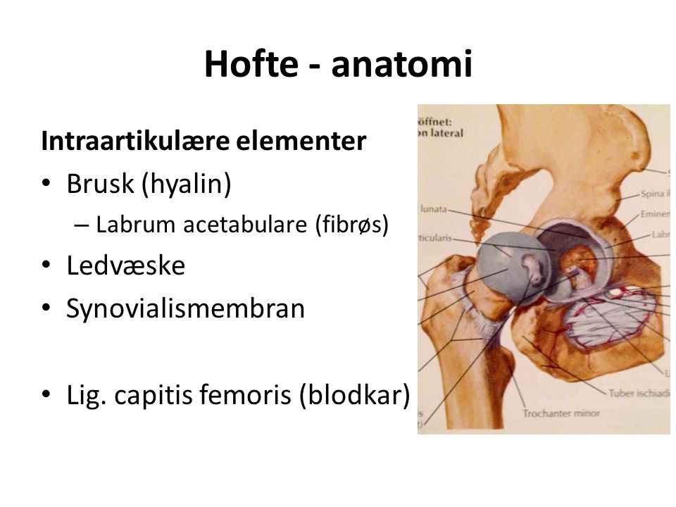 Hofte - anatomi Intraartikulære elementer Brusk (hyalin) – Labrum acetabulare (fibrøs) Ledvæske Synovialismembran Lig.