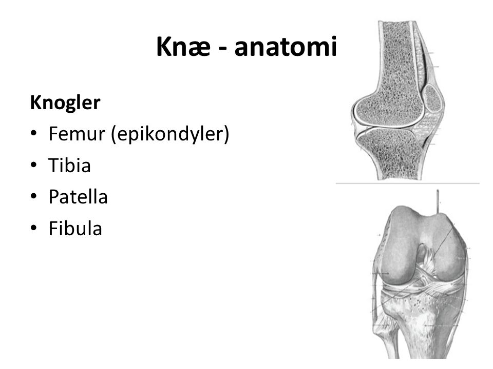 Knæ - anatomi Knogler Femur (epikondyler) Tibia Patella Fibula