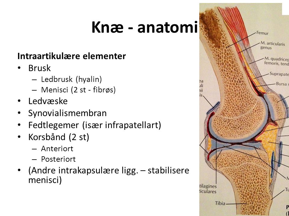 Knæ - anatomi Intraartikulære elementer Brusk – Ledbrusk (hyalin) – Menisci (2 st - fibrøs) Ledvæske Synovialismembran Fedtlegemer (især infrapatellart) Korsbånd (2 st) – Anteriort – Posteriort (Andre intrakapsulære ligg.