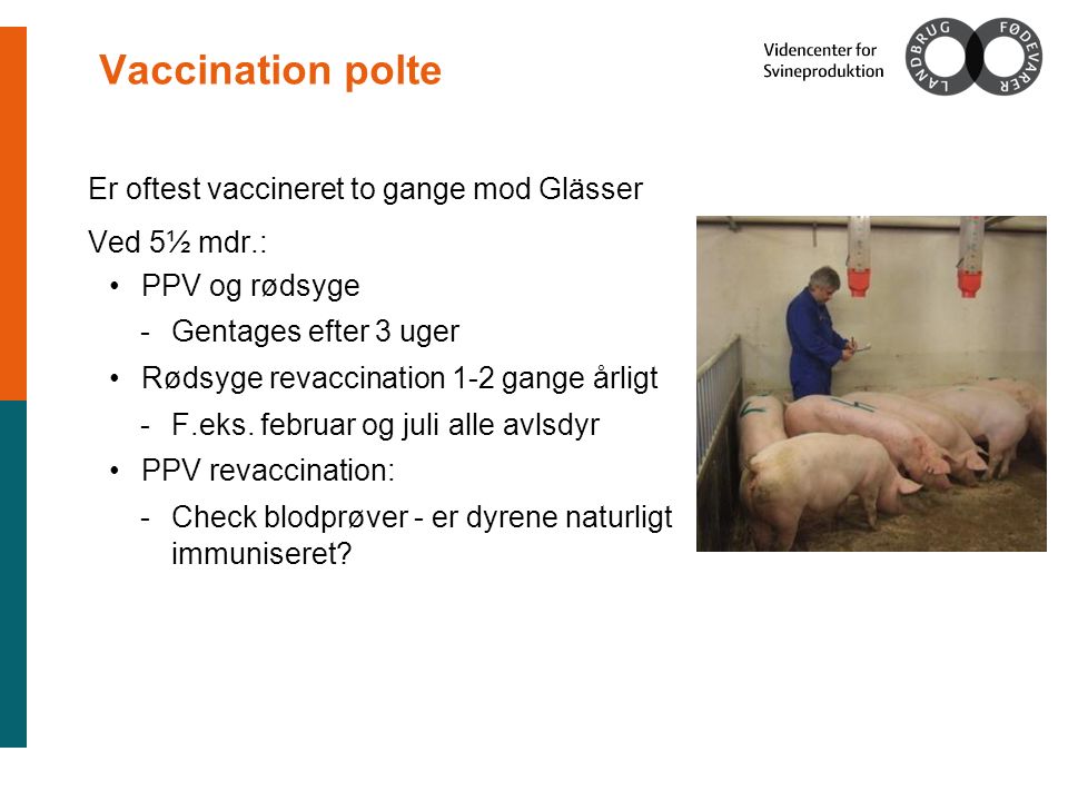 Vaccination polte Er oftest vaccineret to gange mod Glässer Ved 5½ mdr.: PPV og rødsyge -Gentages efter 3 uger Rødsyge revaccination 1-2 gange årligt -F.eks.