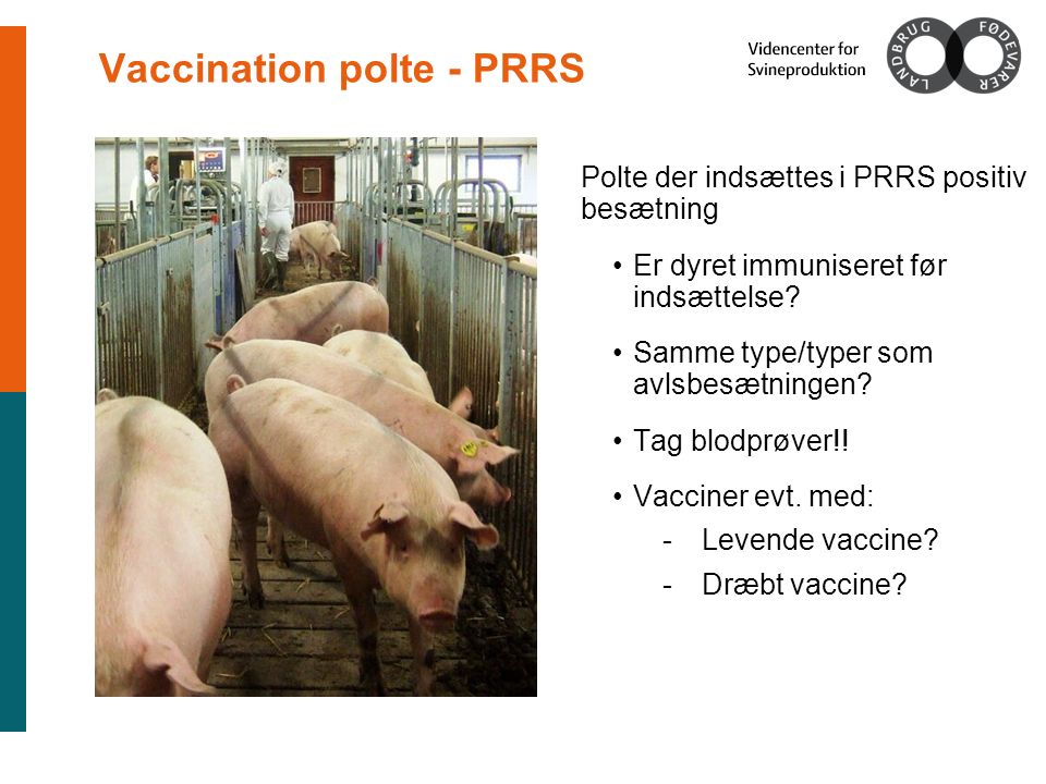 Vaccination polte - PRRS Polte der indsættes i PRRS positiv besætning Er dyret immuniseret før indsættelse.