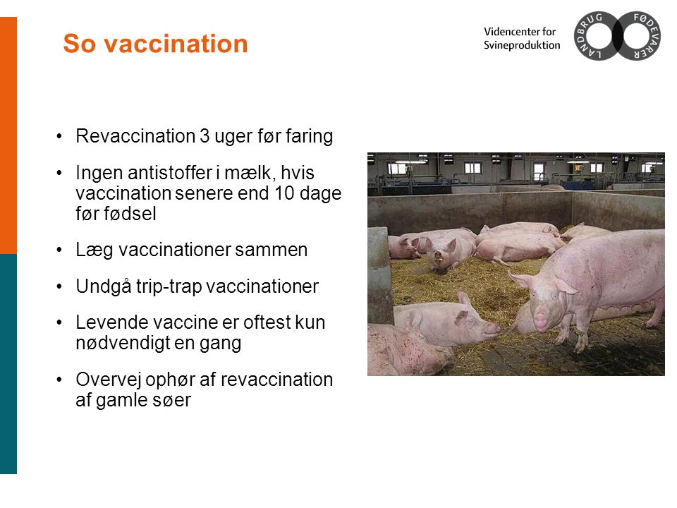 So vaccination Revaccination 3 uger før faring Ingen antistoffer i mælk, hvis vaccination senere end 10 dage før fødsel Læg vaccinationer sammen Undgå trip-trap vaccinationer Levende vaccine er oftest kun nødvendigt en gang Overvej ophør af revaccination af gamle søer