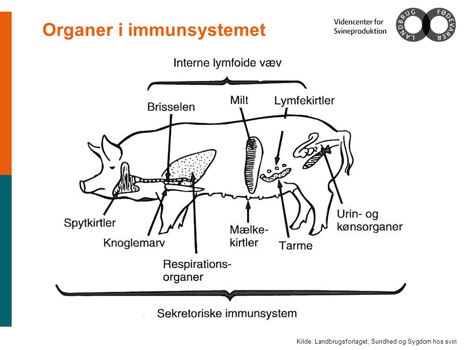 Organer i immunsystemet Kilde: Landbrugsforlaget; Sundhed og Sygdom hos svin