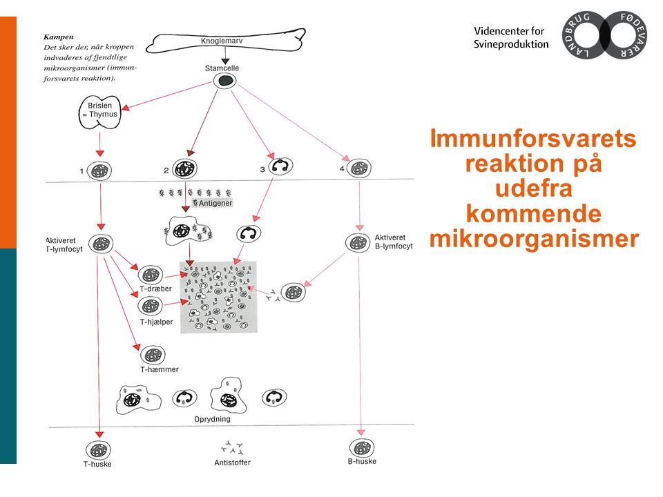 Immunforsvarets reaktion på udefra kommende mikroorganismer