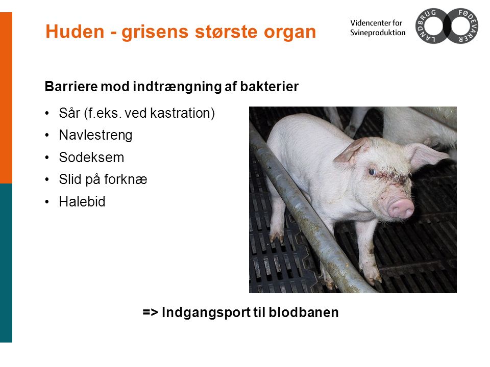 Huden - grisens største organ Barriere mod indtrængning af bakterier Sår (f.eks.
