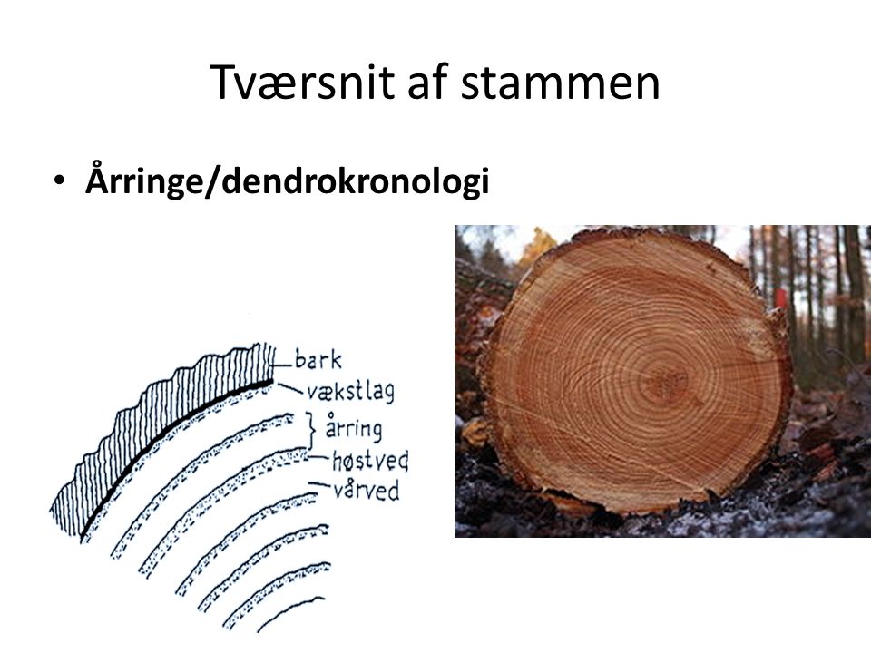 Tværsnit af stammen Årringe/dendrokronologi
