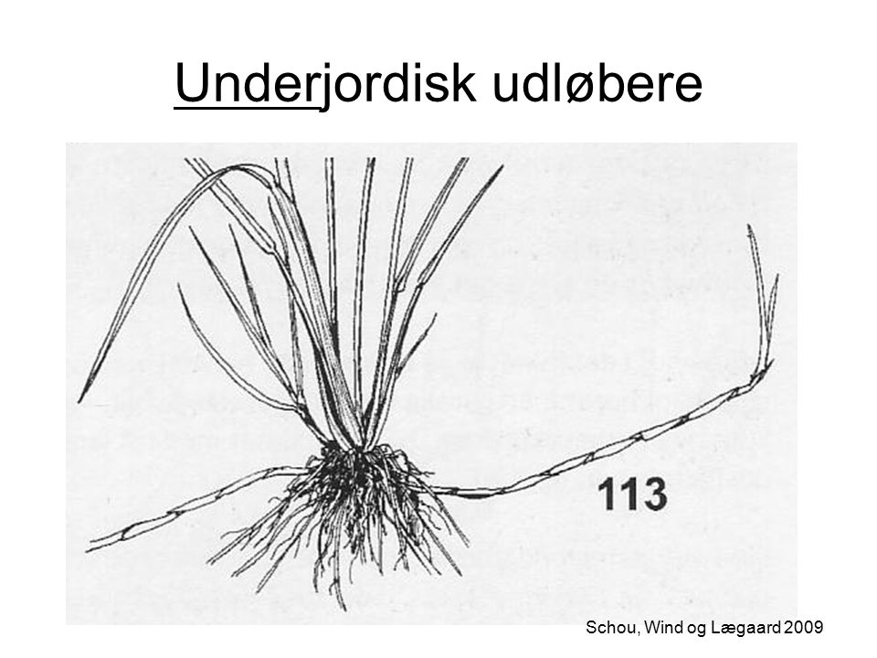 Underjordisk udløbere Schou, Wind og Lægaard 2009