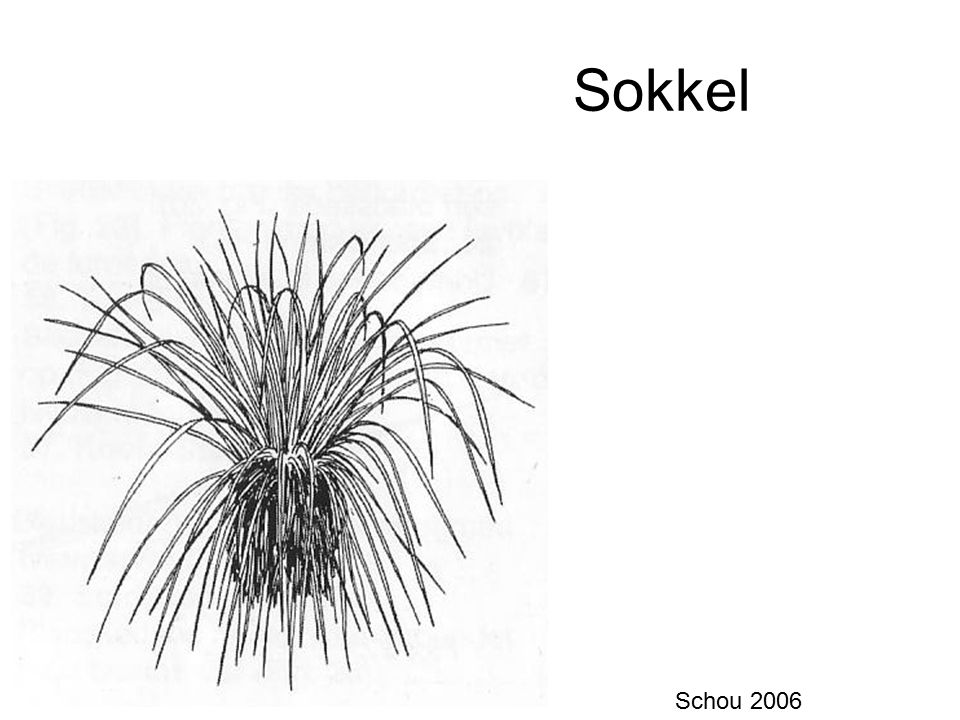 Sokkel Schou 2006