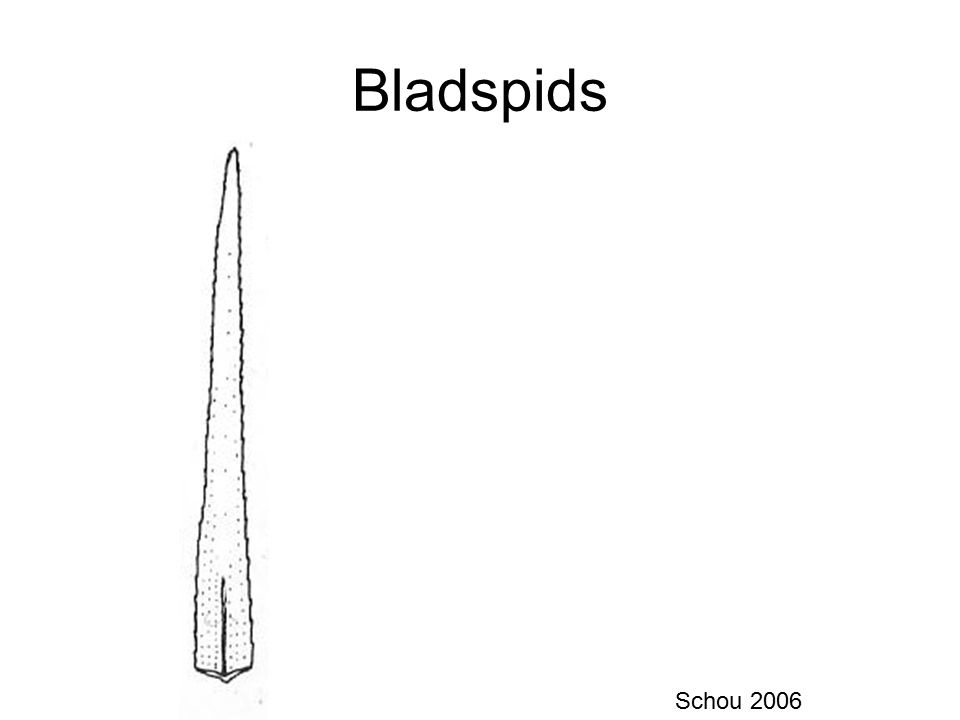 Bladspids Schou 2006
