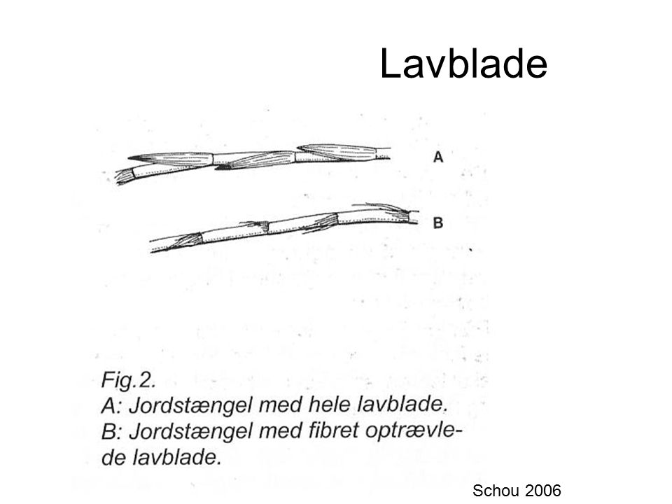 Lavblade Schou 2006