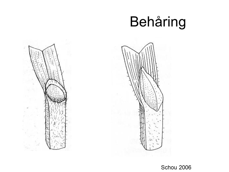 Behåring Schou 2006