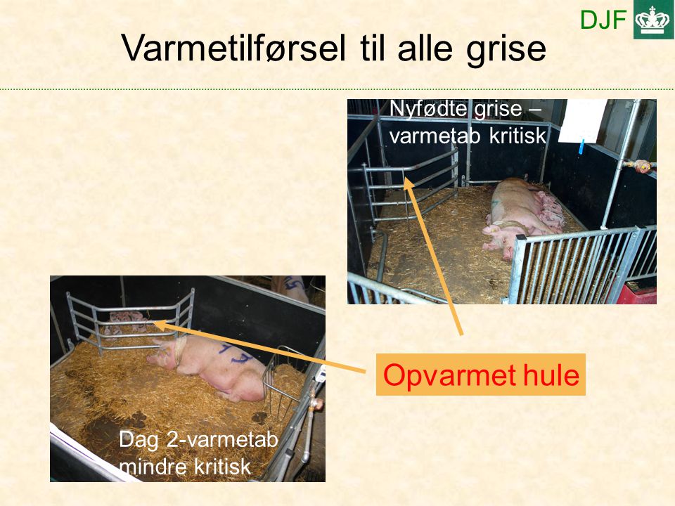 DJF Dag 2-varmetab mindre kritisk Varmetilførsel til alle grise Nyfødte grise – varmetab kritisk Opvarmet hule