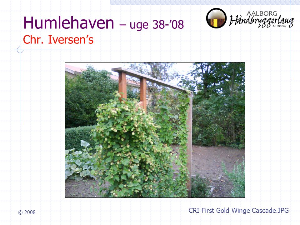 © 2008 Humlehaven – uge 38-’08 Chr. Iversen’s CRI First Gold Winge Cascade.JPG