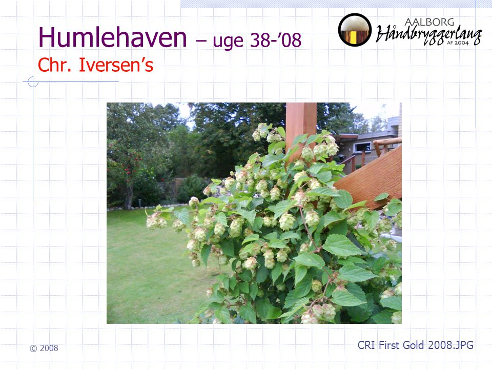 © 2008 Humlehaven – uge 38-’08 Chr. Iversen’s CRI First Gold 2008.JPG