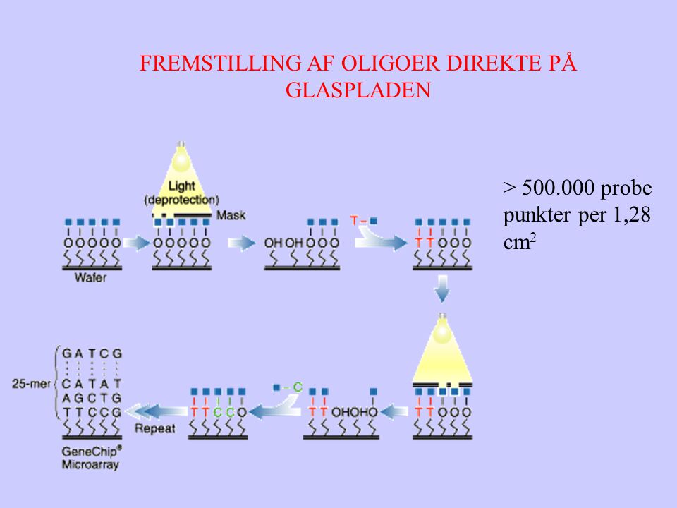 FREMSTILLING AF OLIGOER DIREKTE PÅ GLASPLADEN > probe punkter per 1,28 cm 2