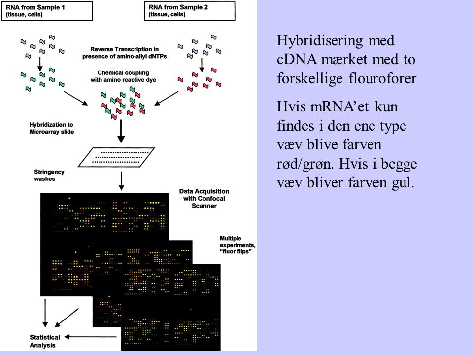 Hybridisering med cDNA mærket med to forskellige flouroforer Hvis mRNA’et kun findes i den ene type væv blive farven rød/grøn.