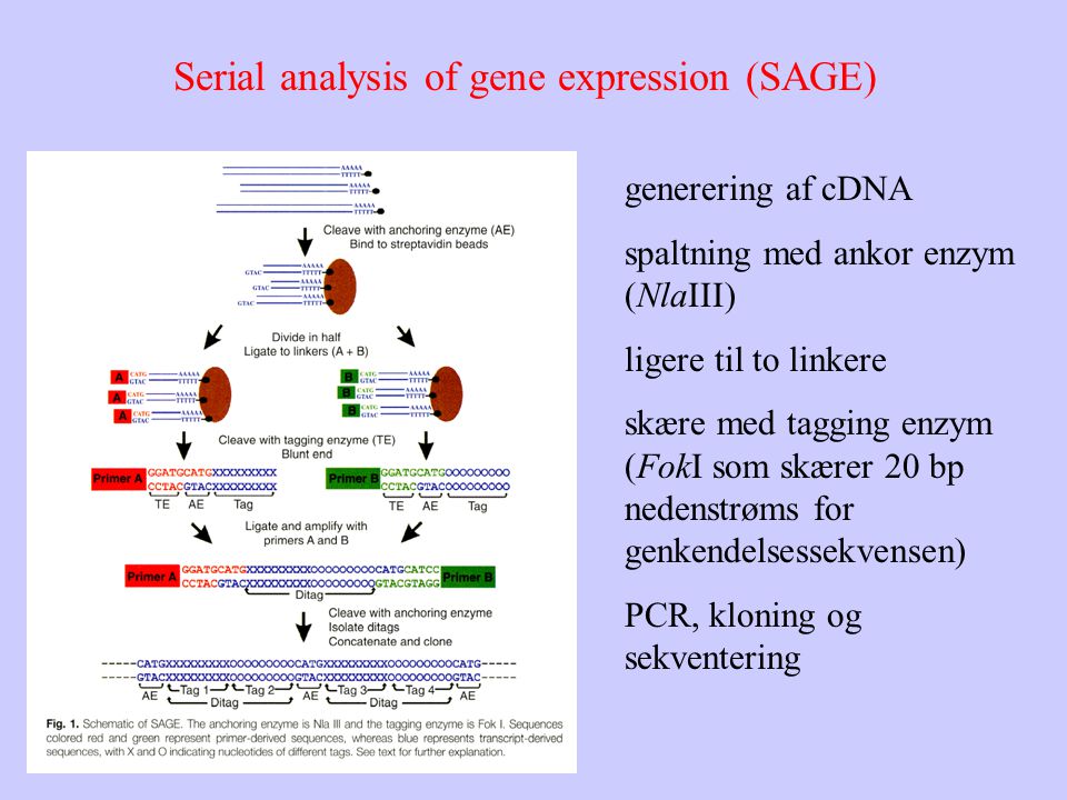 Serial analysis of gene expression (SAGE) generering af cDNA spaltning med ankor enzym (NlaIII) ligere til to linkere skære med tagging enzym (FokI som skærer 20 bp nedenstrøms for genkendelsessekvensen) PCR, kloning og sekventering