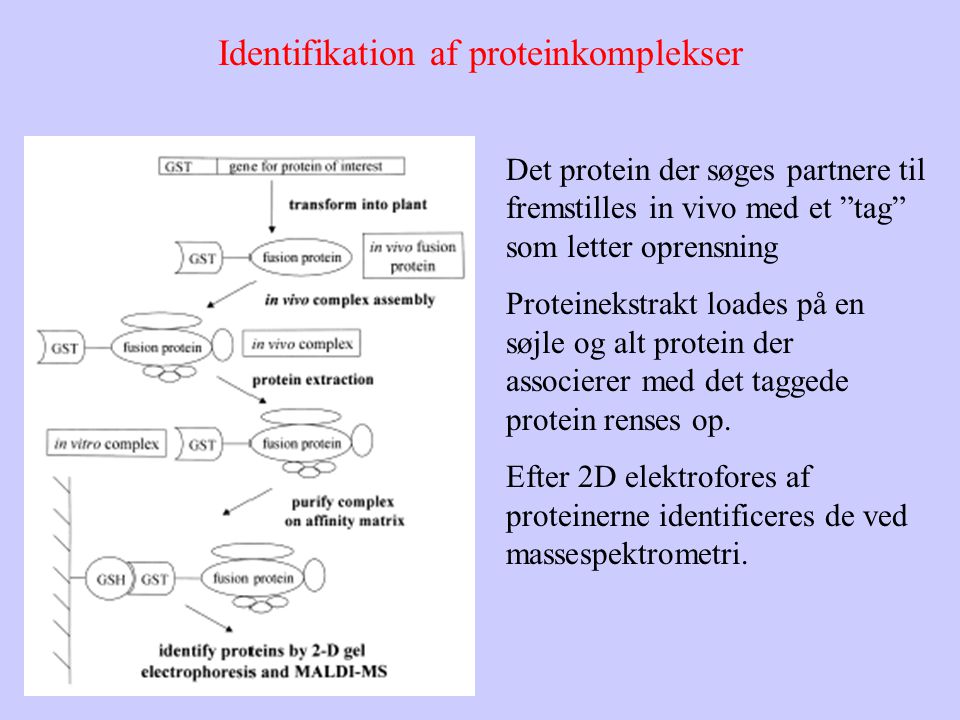 Identifikation af proteinkomplekser Det protein der søges partnere til fremstilles in vivo med et tag som letter oprensning Proteinekstrakt loades på en søjle og alt protein der associerer med det taggede protein renses op.