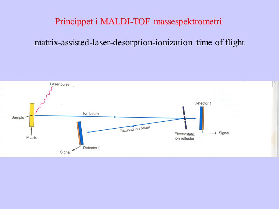 Princippet i MALDI-TOF massespektrometri matrix-assisted-laser-desorption-ionization time of flight