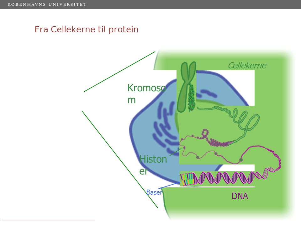 Fra Cellekerne til protein Cellekerne Kromoso m Histon er DNA Baser