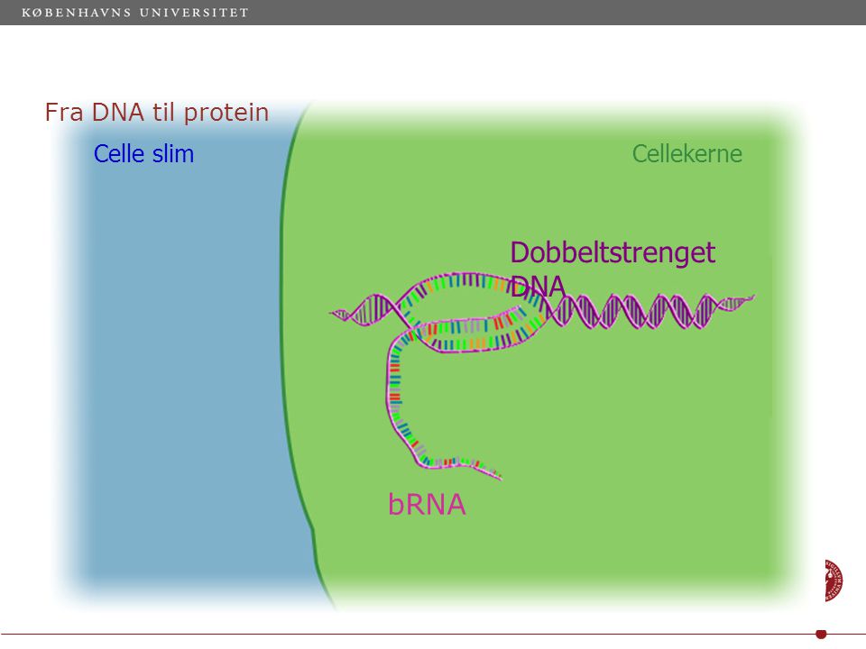 Fra DNA til protein Cellekerne Dobbeltstrenget DNA bRNA Celle slim