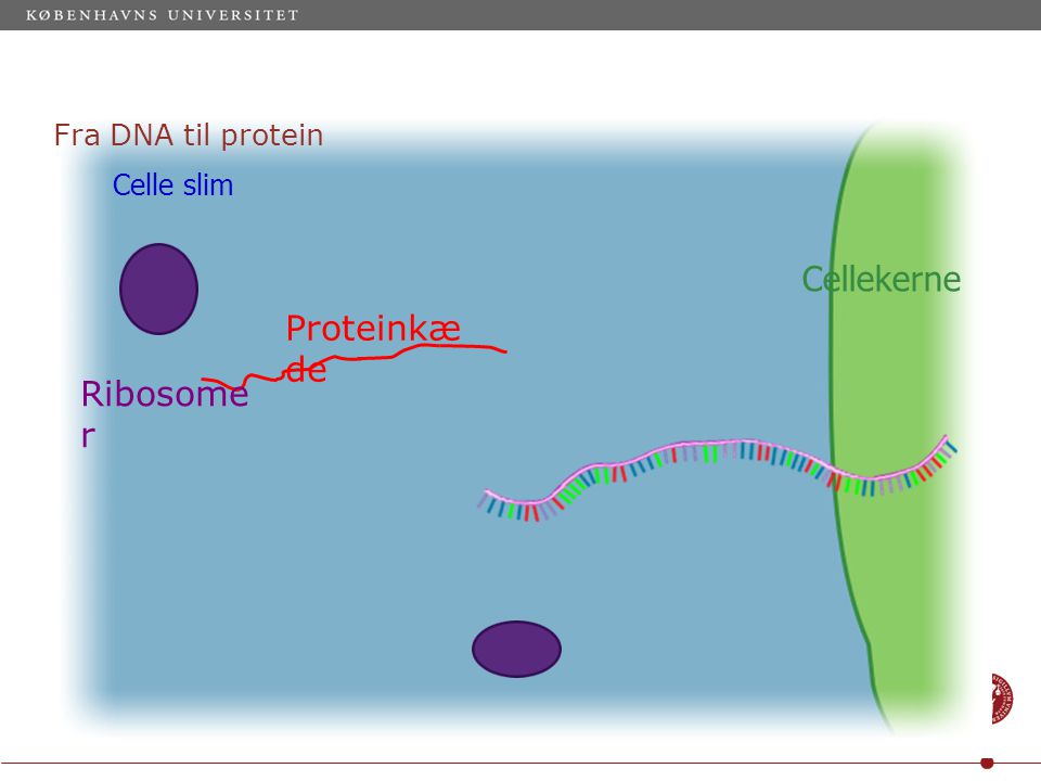 Fra DNA til protein Ribosome r Celle slim Proteinkæ de Cellekerne