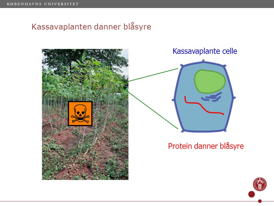 Kassavaplanten danner blåsyre Kassavaplante celle Protein danner blåsyre