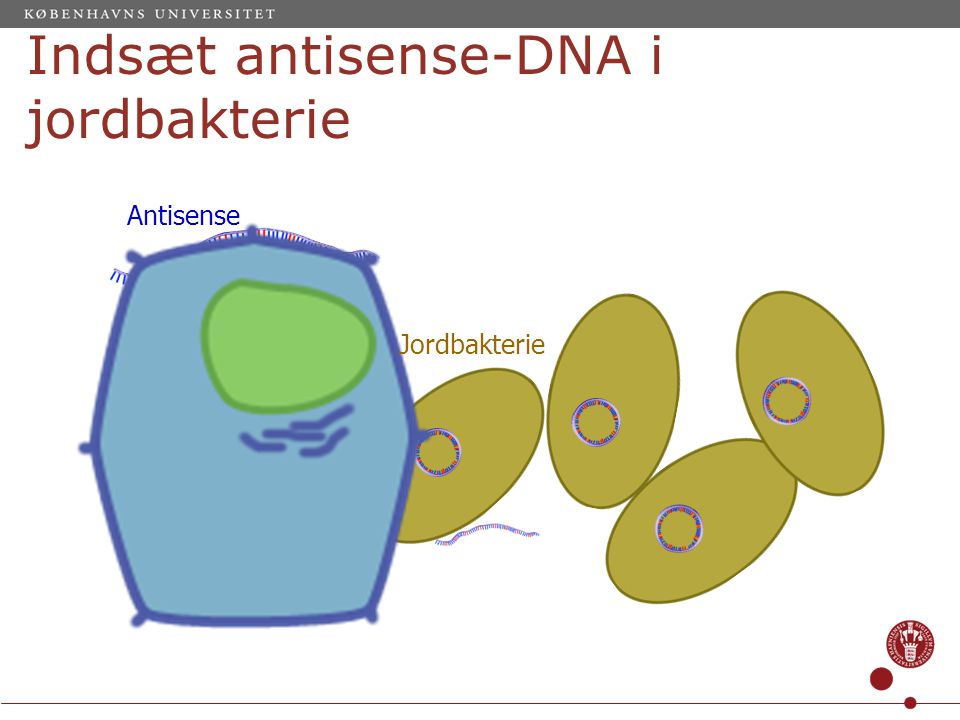 Indsæt antisense-DNA i jordbakterie Jordbakterie Antisense