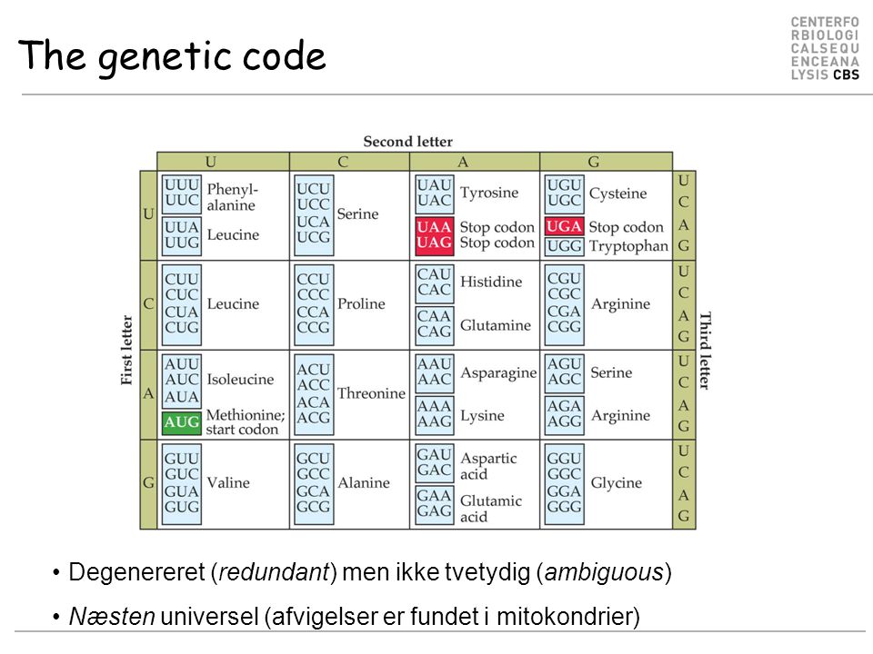 The genetic code Degenereret (redundant) men ikke tvetydig (ambiguous) Næsten universel (afvigelser er fundet i mitokondrier)