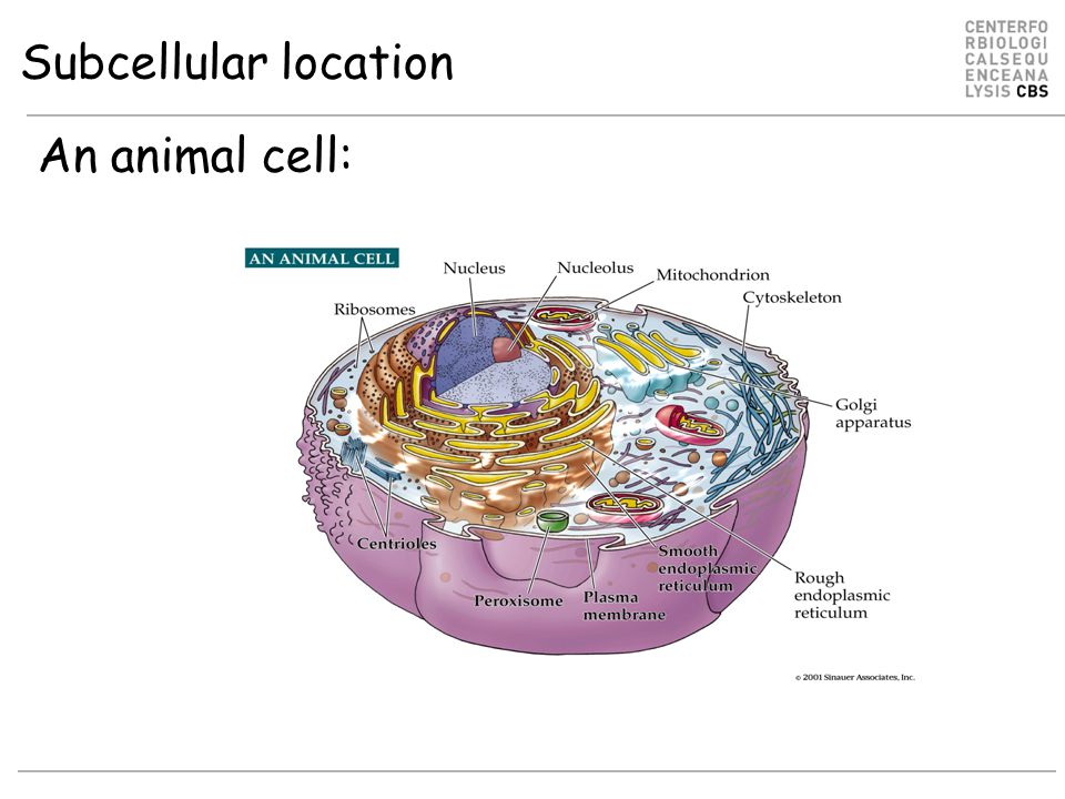 Subcellular location An animal cell: