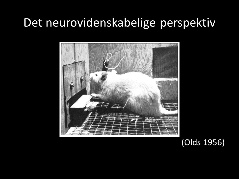 Det neurovidenskabelige perspektiv (Olds 1956)