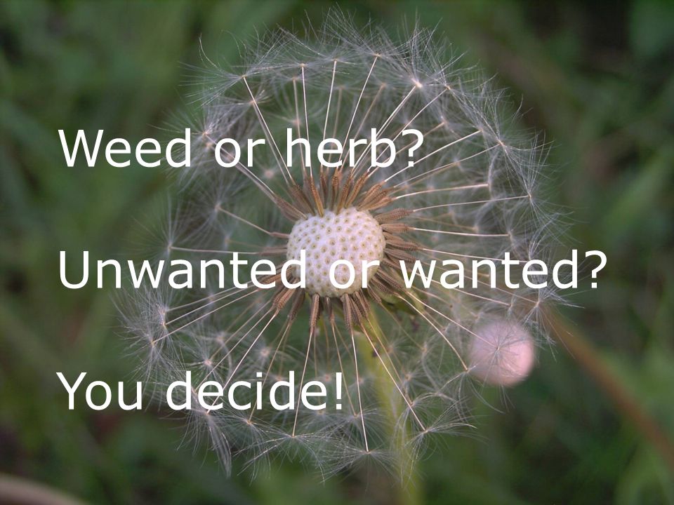 Weed or herb Unwanted or wanted You decide!